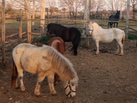 I nostri pony & cavalli - PONY CLUB IL NERO LUMINOSO